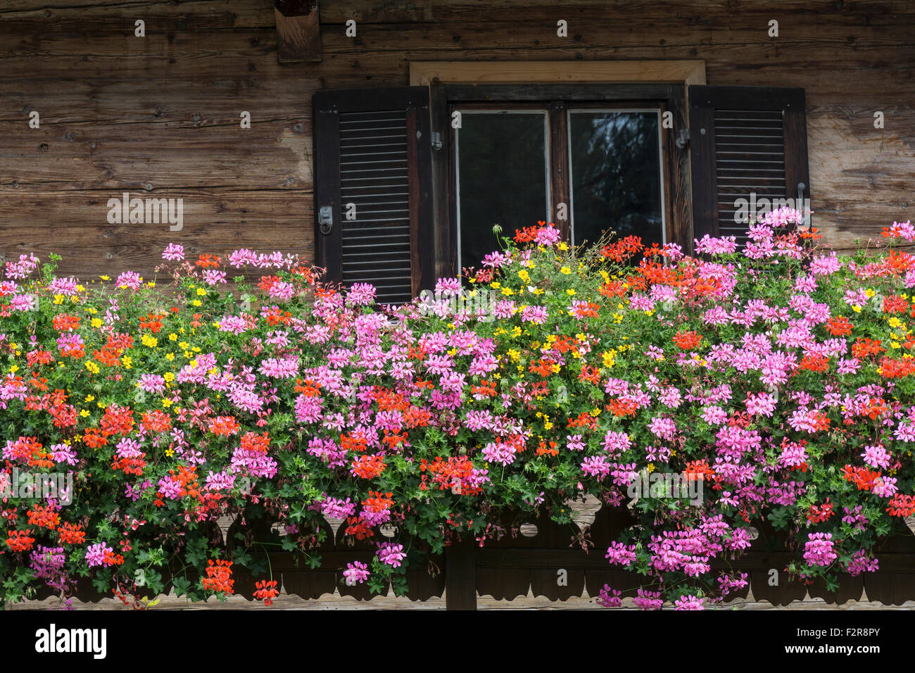 Geranien oder Pelargonien (Pelargonium) vor einem Fenster eines alten