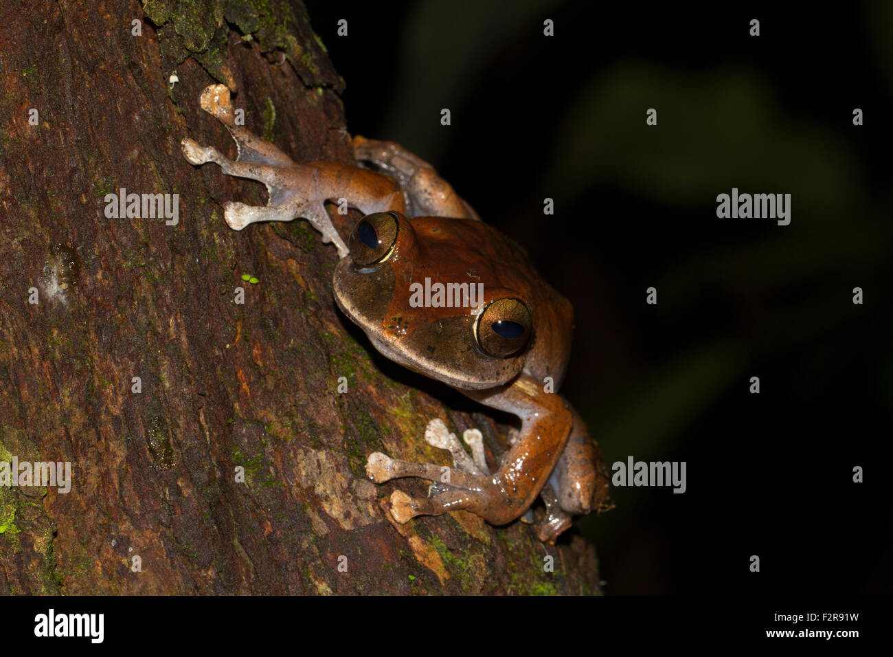 Madagaskar Bright-eyed Frog (Boophis Madagascariensis), Marojejy Nationalparks, nordöstlich von Madagaskar, Madagaskar Stockfoto