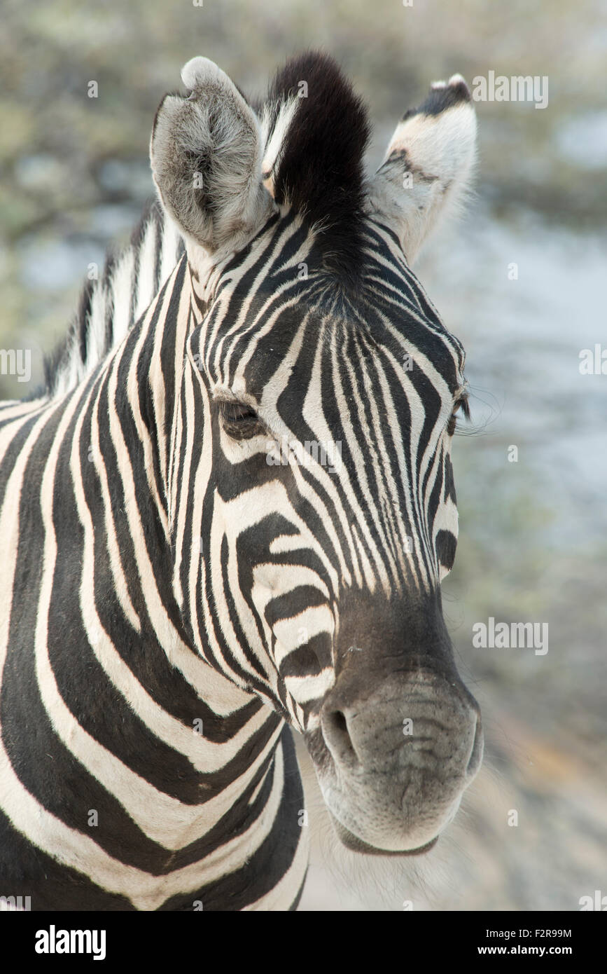 Ebenen Zebra (Equus Burchelli), Porträt, Etosha Nationalpark, Namibia Stockfoto