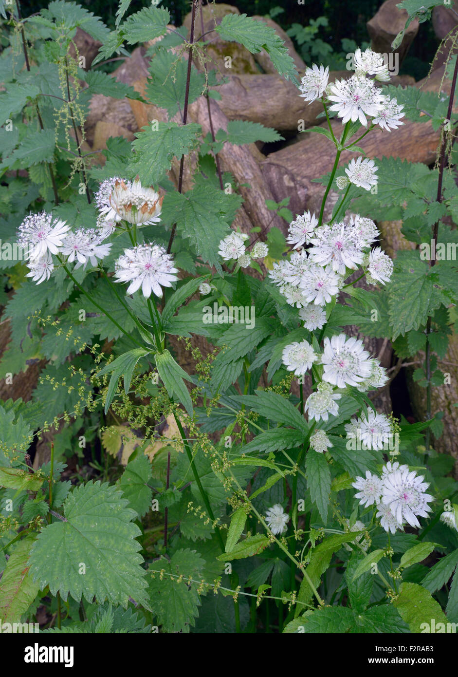 Größere Sterndolde - Astrantia große Naturalised in Cotswold Woodland Stockfoto