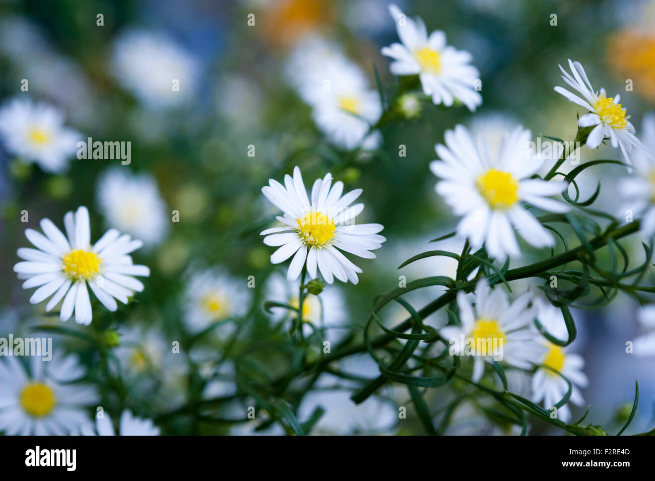 Close up Portrait of White Daisy Blumen mit geringen Schärfentiefe Stockfoto