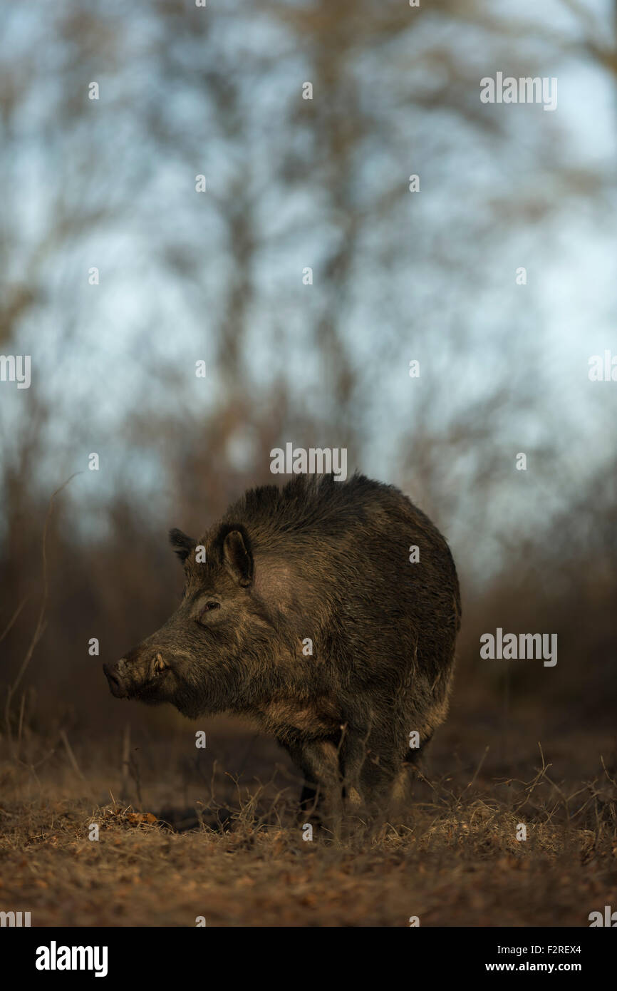 Begegnung mit einem beeindruckenden Wildschwein / wilde Schwein / pig Feral / (Sus Scrofa) im Unterholz einen herbstlichen Wald. Stockfoto