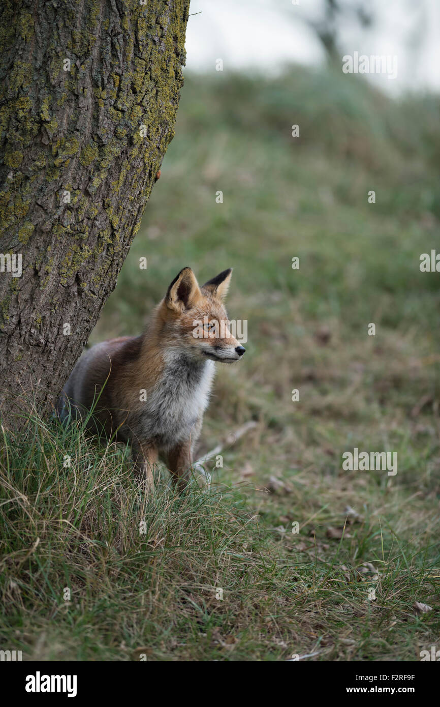 Rotfuchs / Rotfuchs (Vulpes Vulpes) sitzt neben einem Baum Gras aufmerksam der Ferne suchen. Stockfoto