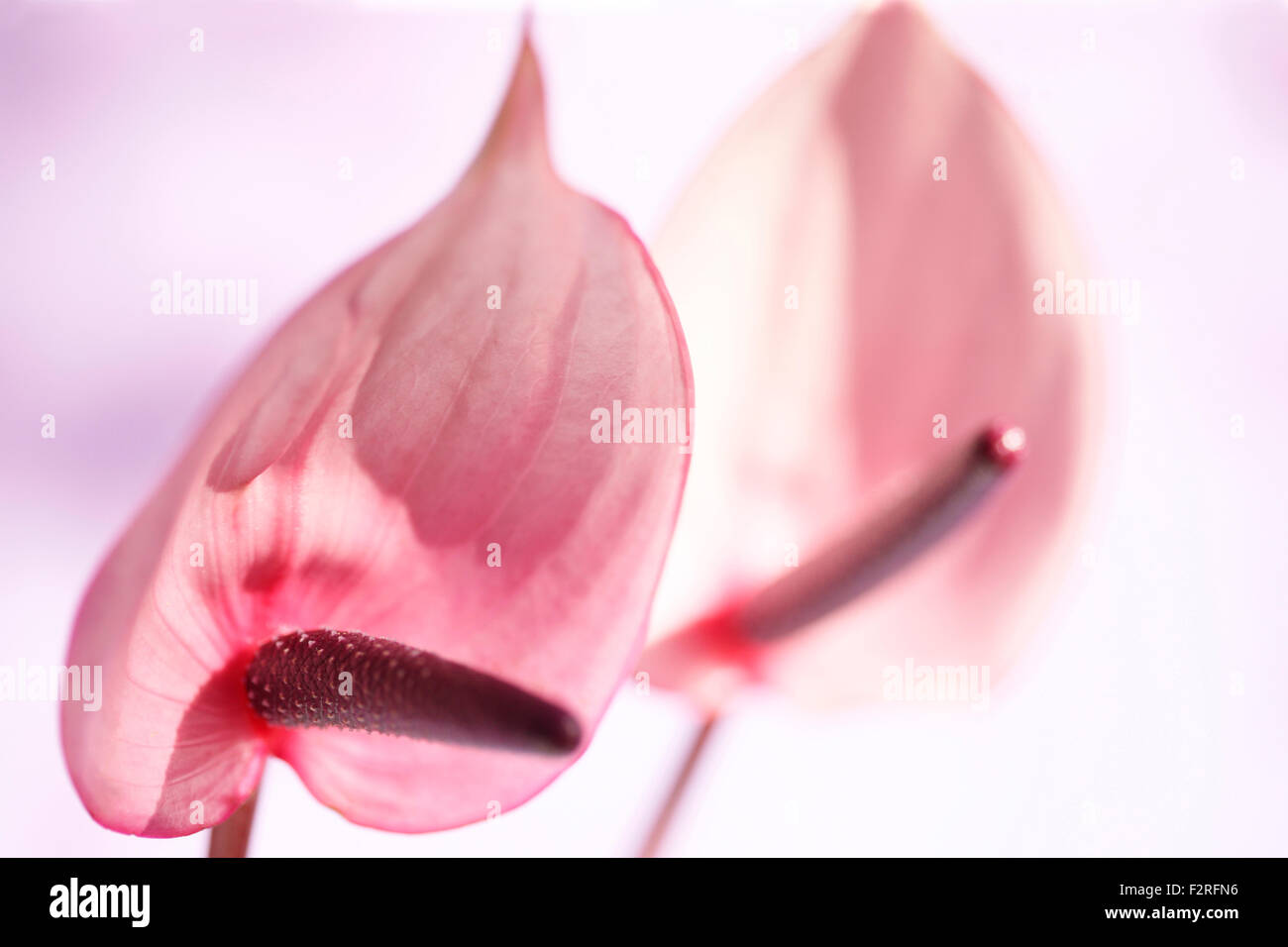 Rosa Anthurien, offene, herzförmigen Blüten, repräsentieren Gastfreundschaft Jane Ann Butler Fotografie JABP1402 Stockfoto