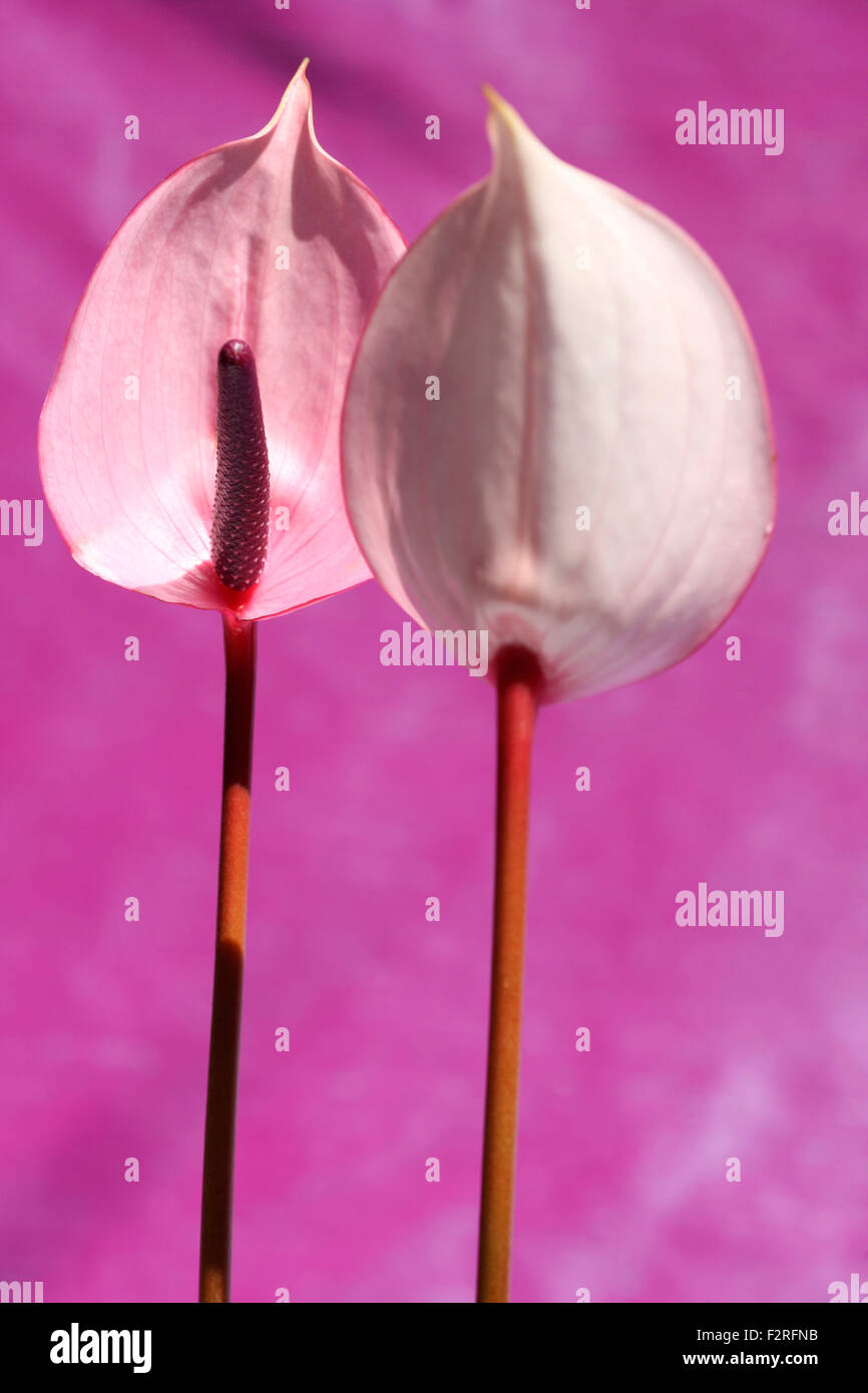 Rosa Anthurium, offene, herzförmigen Blüten, repräsentieren Gastfreundschaft Jane Ann Butler Fotografie JABP1397 Stockfoto