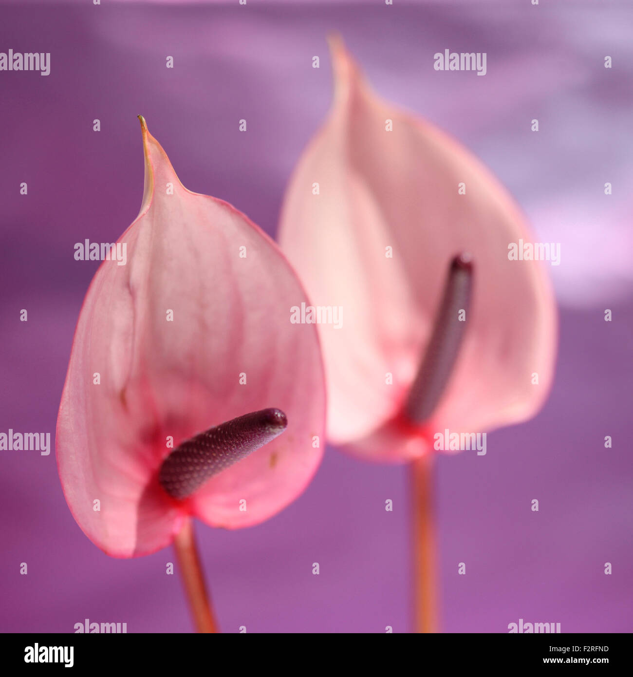 Rosa Anthurien, offene, herzförmigen Blüten, repräsentieren Gastfreundschaft Jane Ann Butler Fotografie JABP1401 Stockfoto