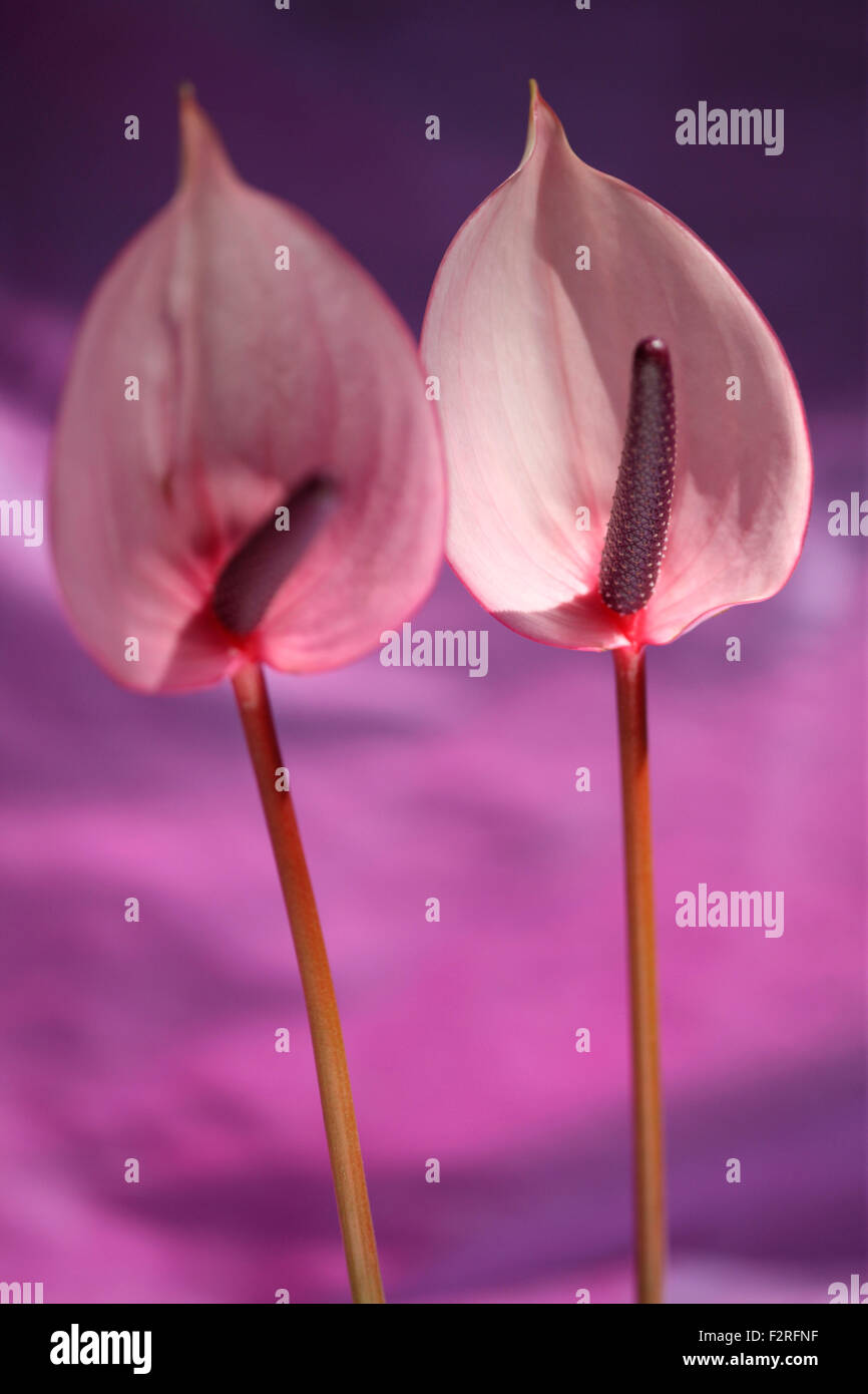 Rosa Anthurien, offene, herzförmigen Blüten, repräsentieren Gastfreundschaft Jane Ann Butler Fotografie JABP1400 Stockfoto