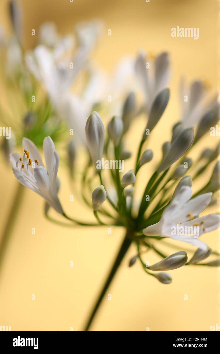 zwei romantische Agapanthus Stengel, die Blume der Liebe Jane Ann Butler Fotografie JABP1404 Stockfoto