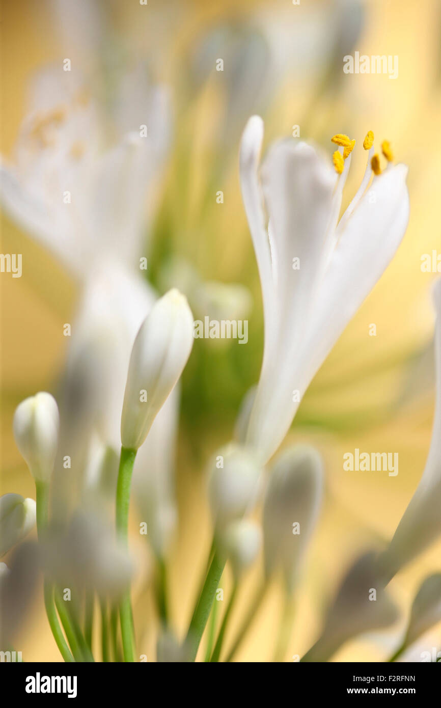zwei romantische Agapanthus Stämme - die Blume der Liebe Jane Ann Butler Fotografie JABP1407 Stockfoto