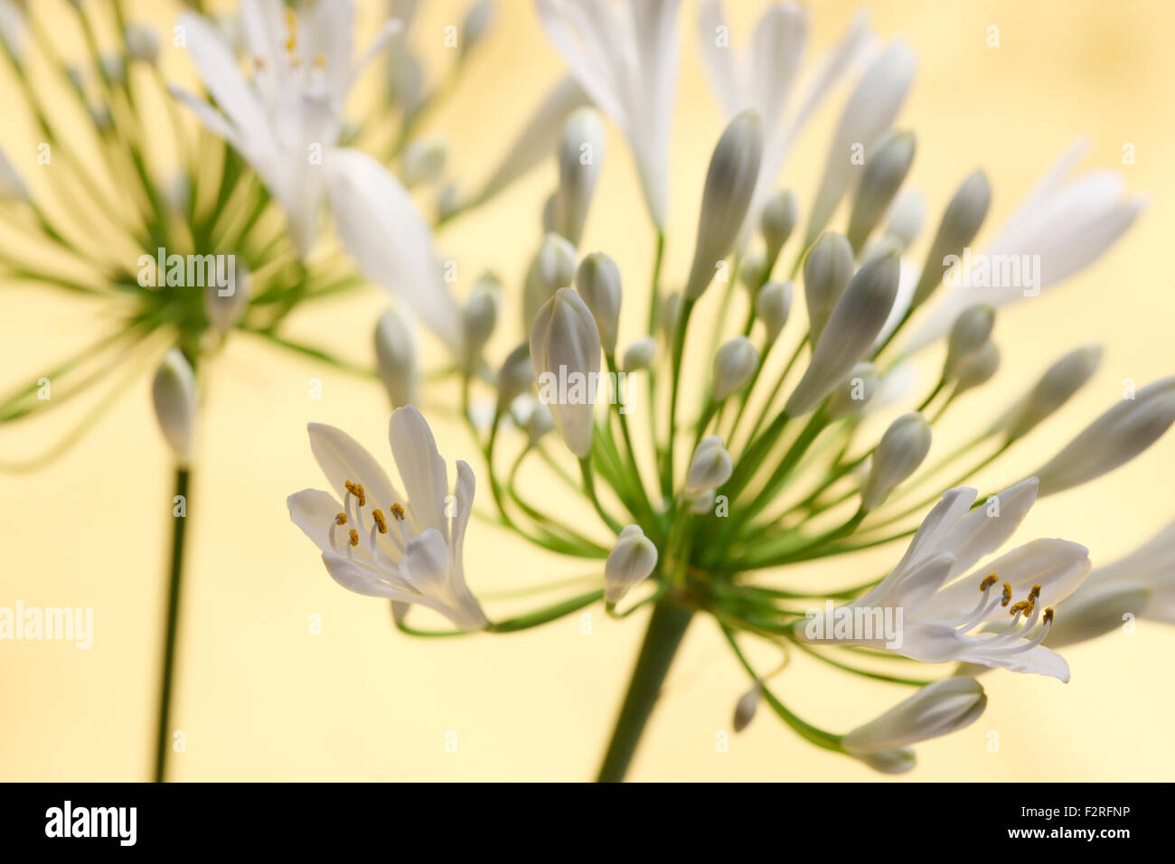zwei romantische Agapanthus Stämme - die Blume der Liebe Jane Ann Butler Fotografie JABP1405 Stockfoto