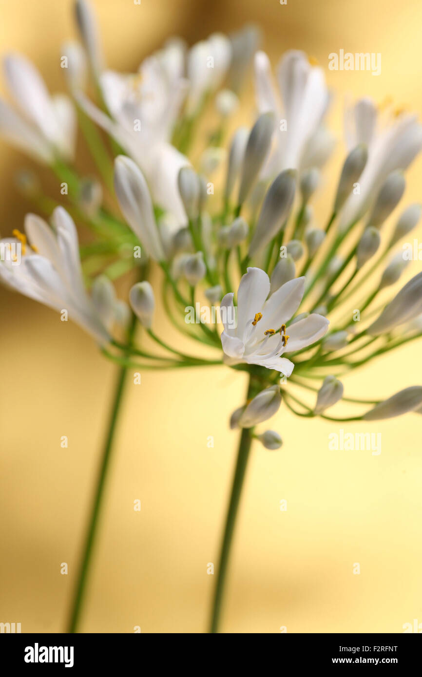 zwei romantische Agapanthus Stämme - die Blume der Liebe Jane Ann Butler Fotografie JABP1406 Stockfoto