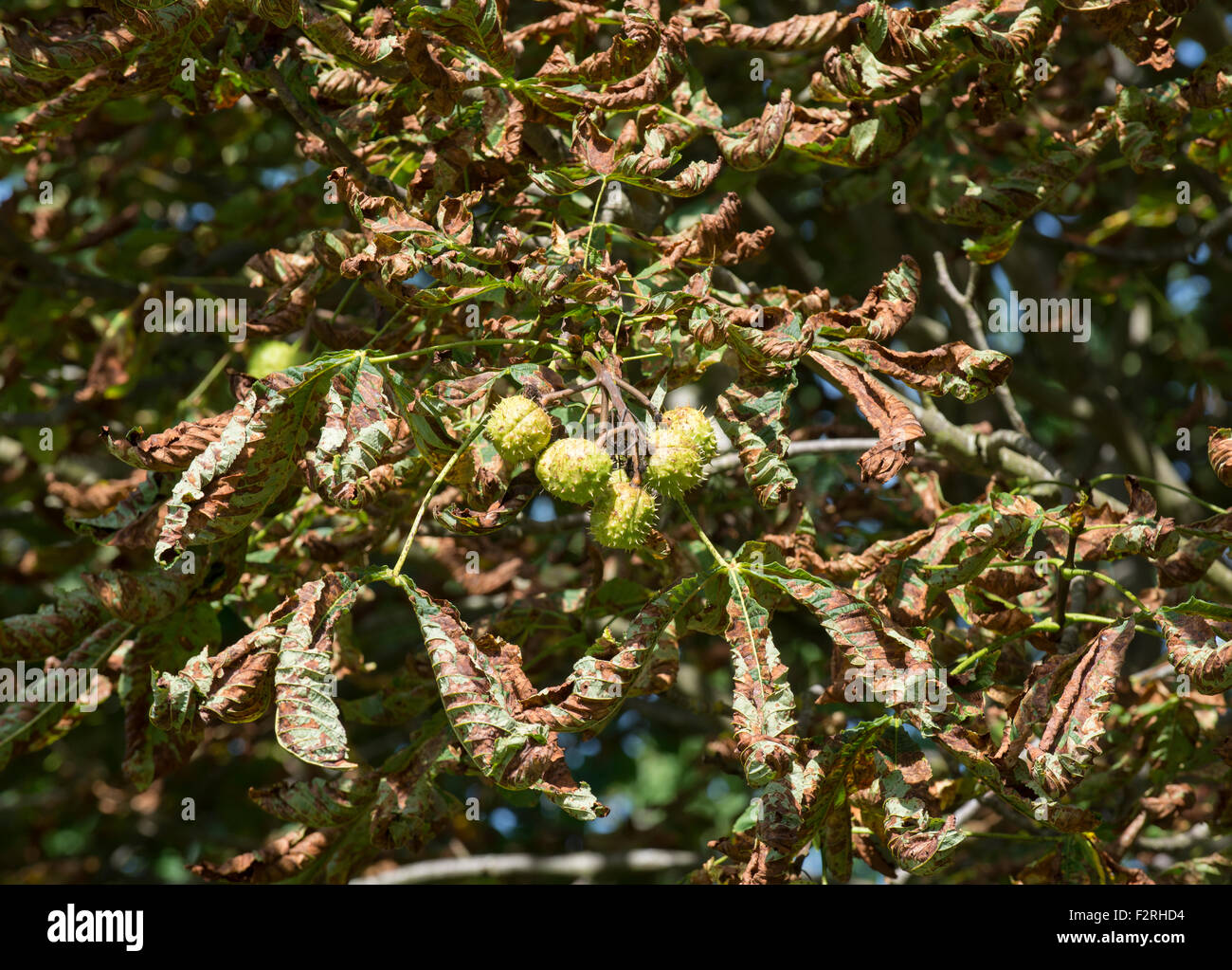 Braune und Welke Blätter krank aussehende Kastanienbaum Stockfoto