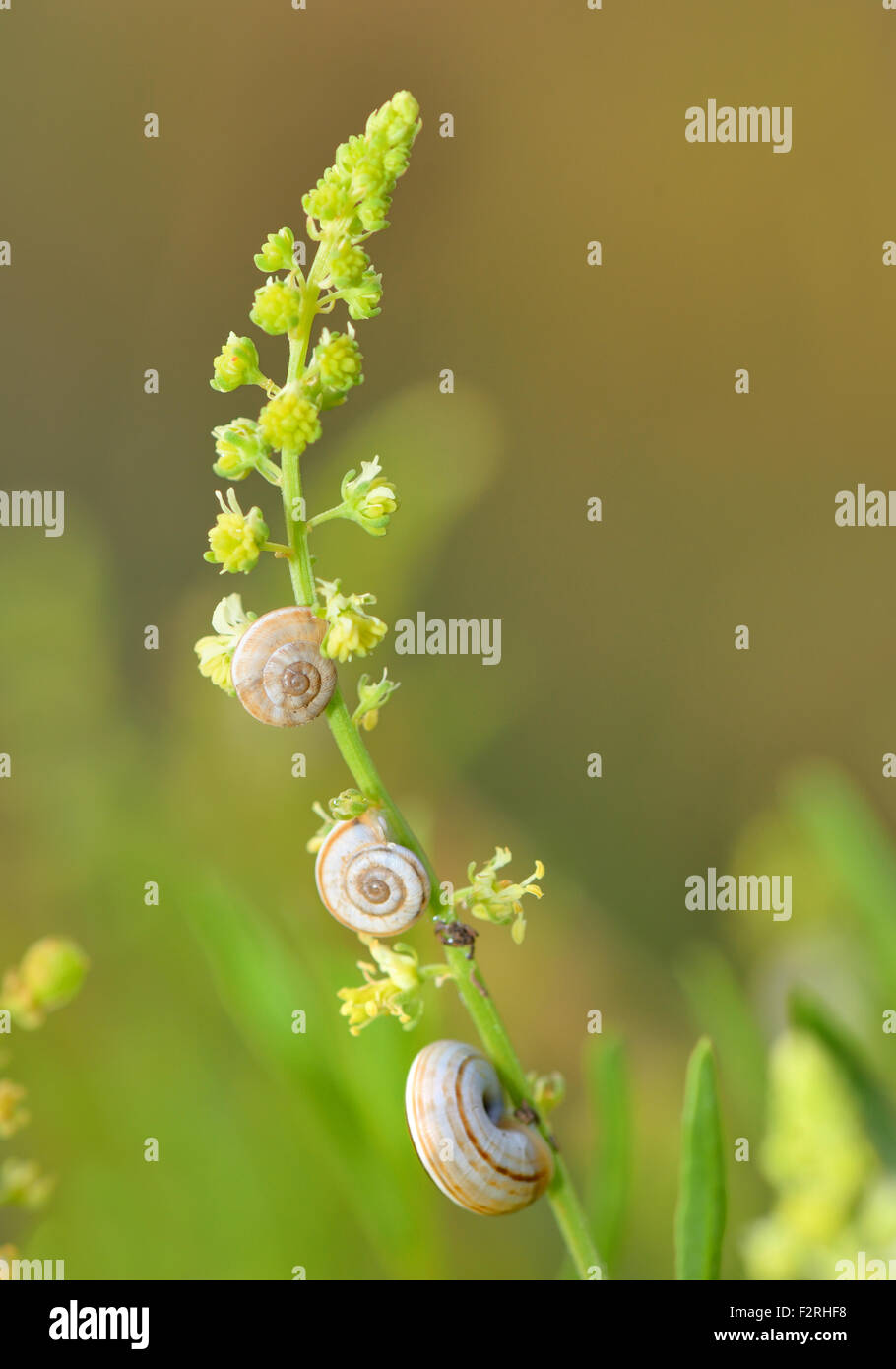 Gruppe von kleinen Schnecken in der Natur Stockfoto