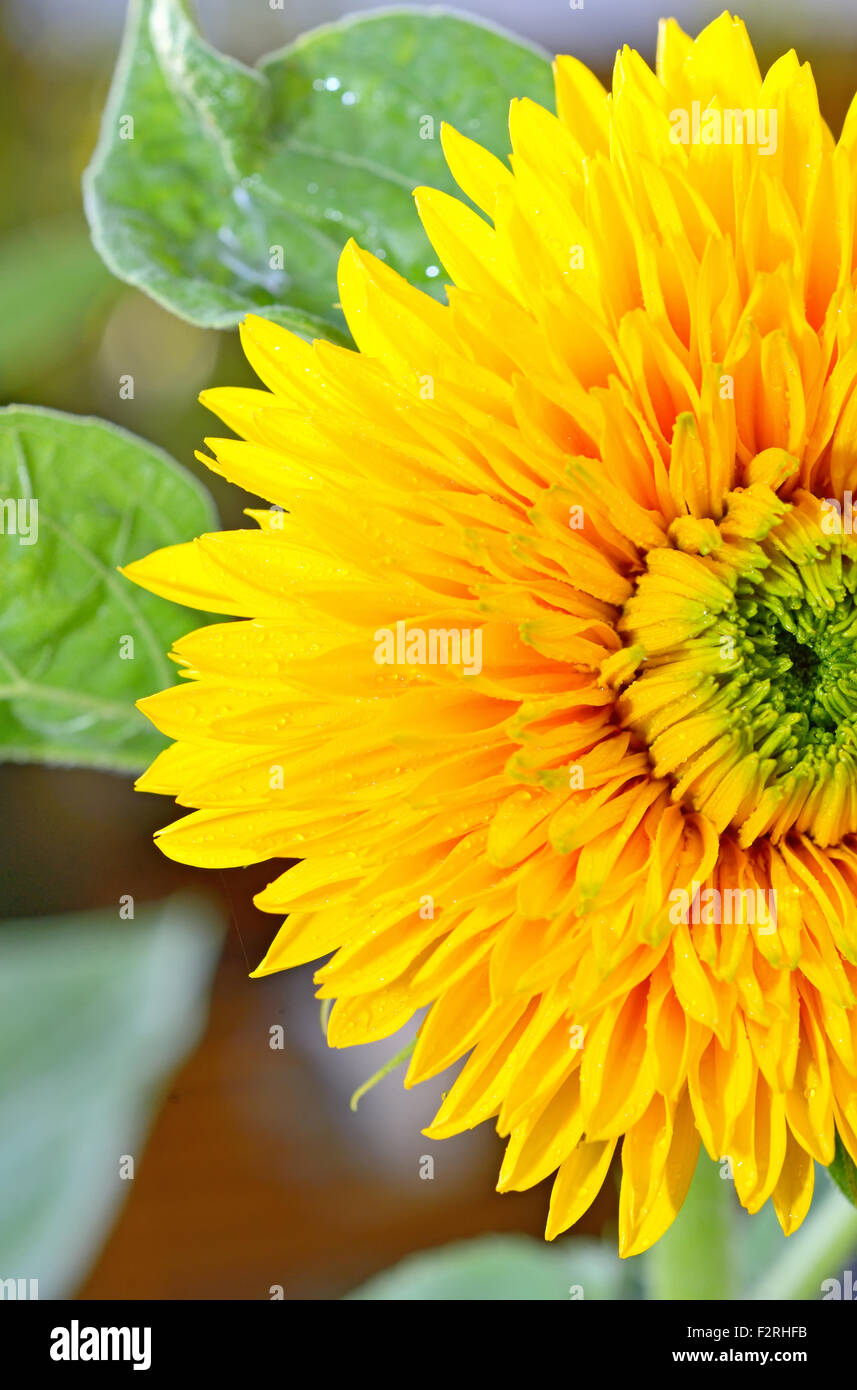 Details der dekorative Sonnenblume im Garten Stockfoto
