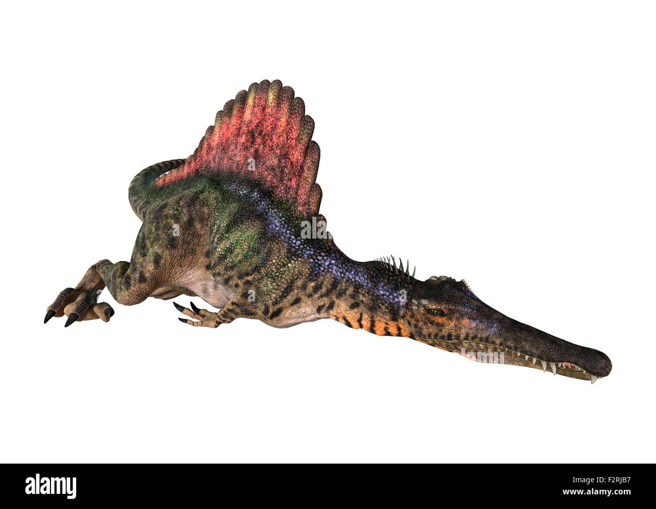 Digitale 3D Rendern eines Dinosauriers Spinosaurus isoliert auf weißem Hintergrund Stockfoto