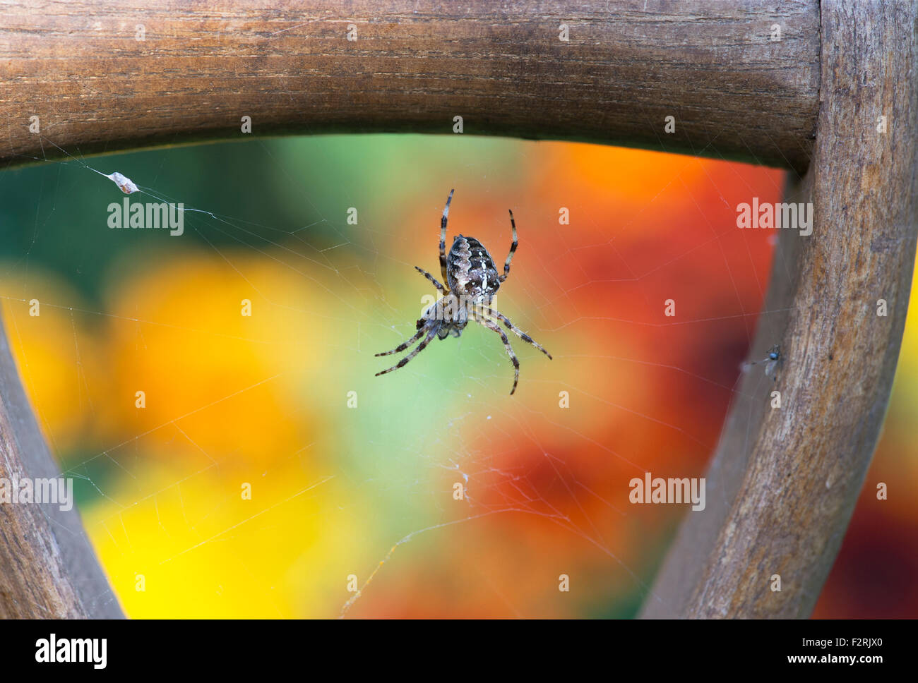 Araneus Diadematus. Gemeinsamen Orb Weaver Spider auf einer Webseite in eine hölzerne Garten Gabel Griff Stockfoto