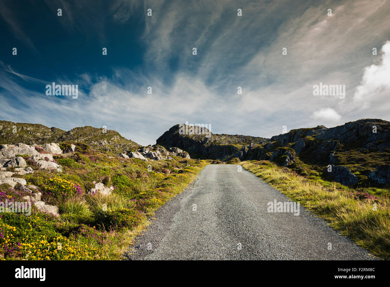 Verfolgen Sie auf der Beara Way Wanderweg mit westlichen Blühender Ginster und Heidekraut und spektakuläre Wolken Allihies, County Cork Stockfoto