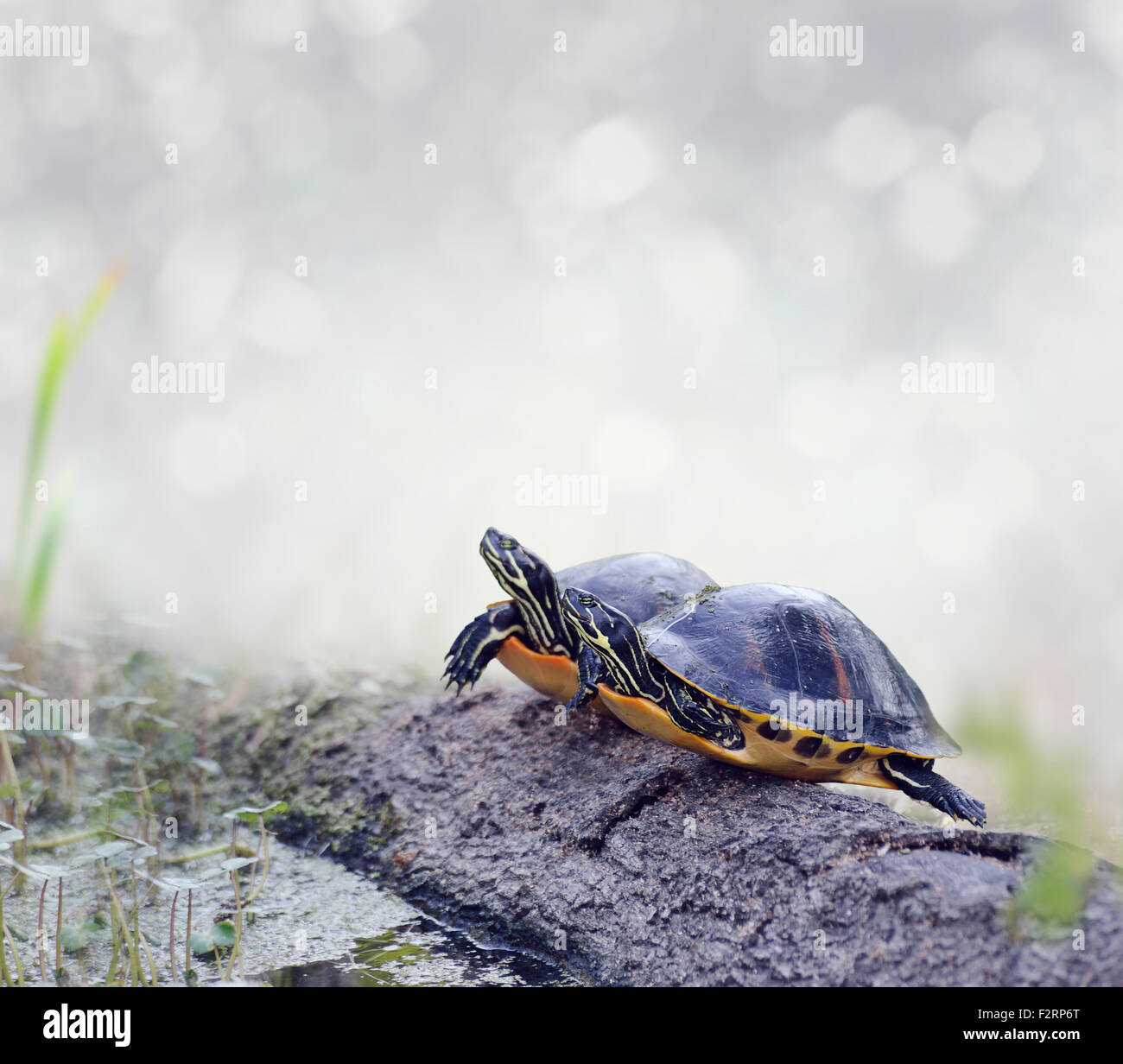 Florida Cooter Schildkröten auf einem Baumstamm Stockfoto