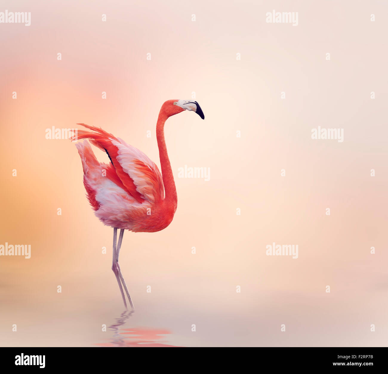 Rosa Flamingo Wandern bei Sonnenuntergang Stockfoto
