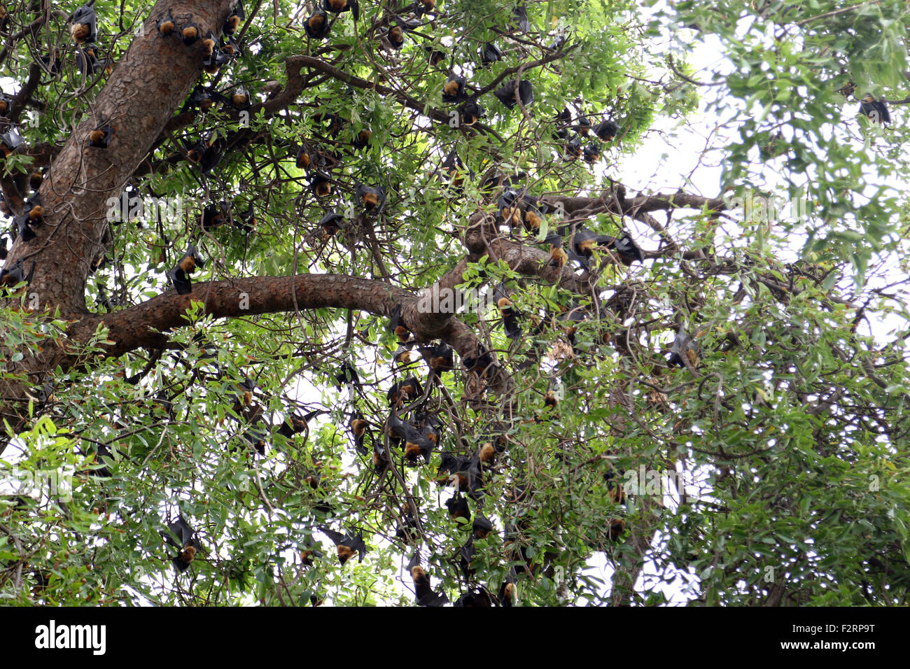 Hunderte von Obst Fledermäuse Fledermaeuse in Bäumen in Phnom Penh Stockfoto