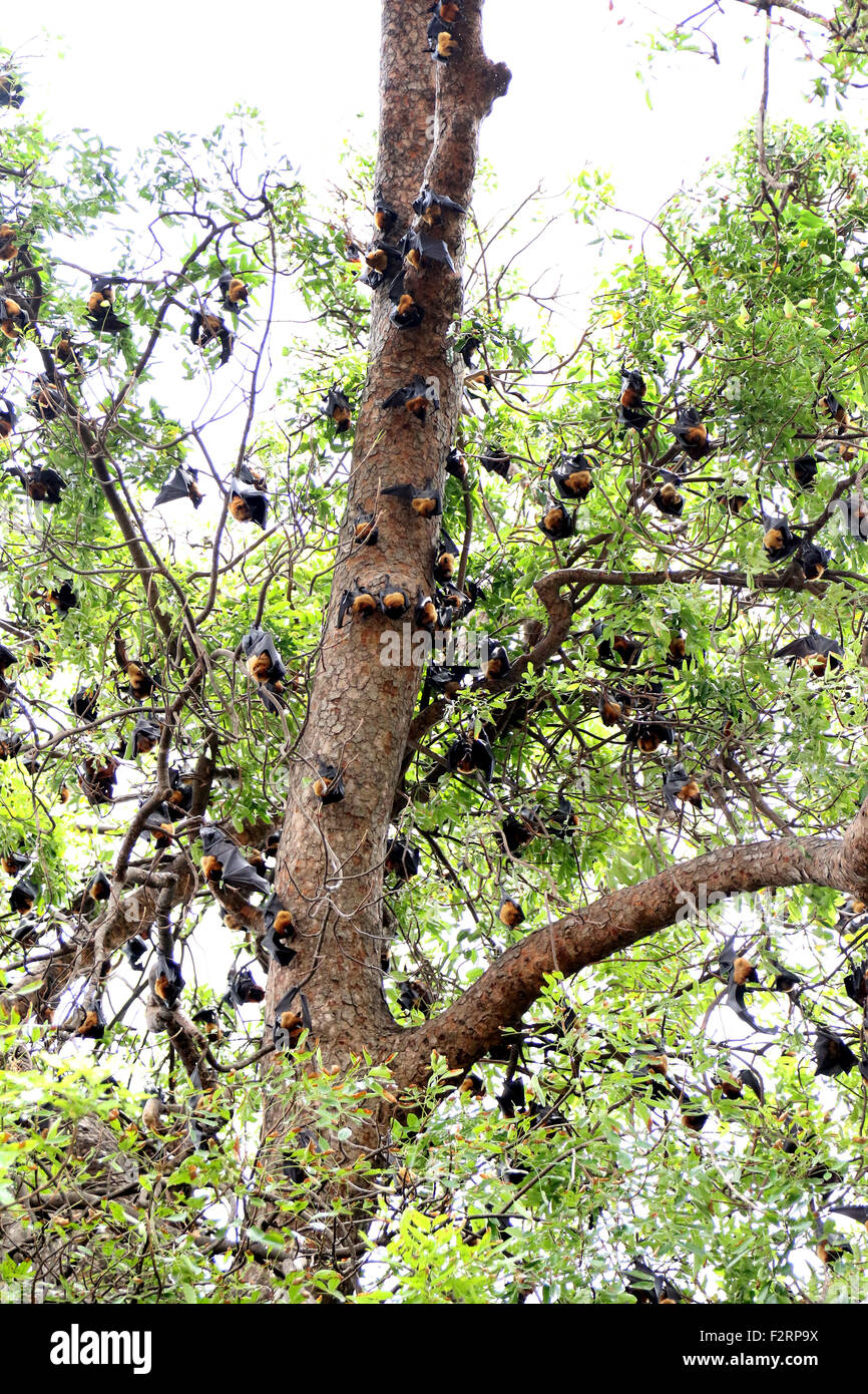 Hunderte von Obst Fledermäuse Fledermaeuse in Bäumen in Phnom Penh Stockfoto