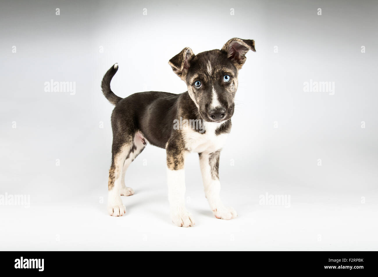 Staffordshire Terrier / Husky mix Stockfoto