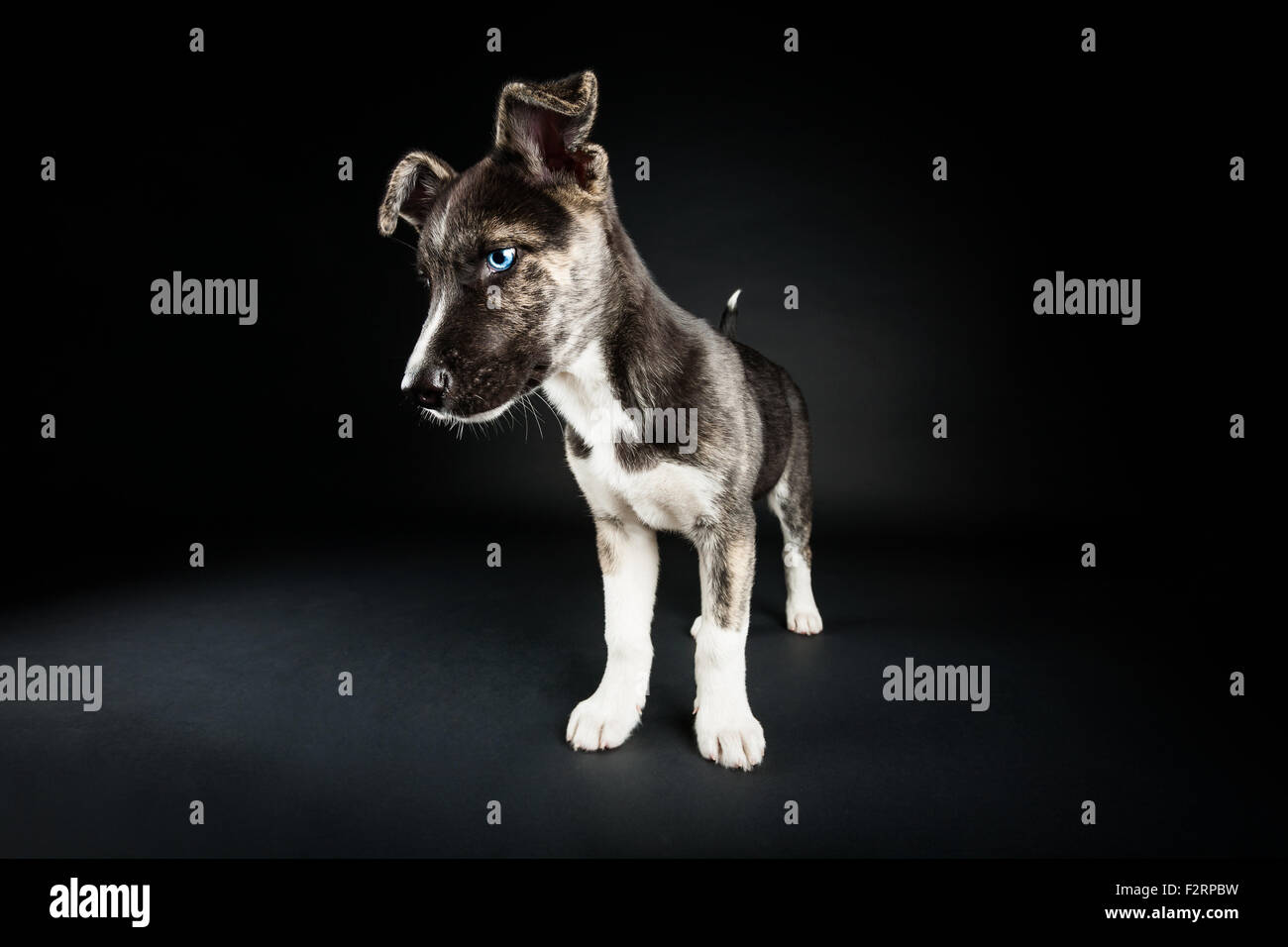 Staffordshire Terrier / Husky mix Stockfoto