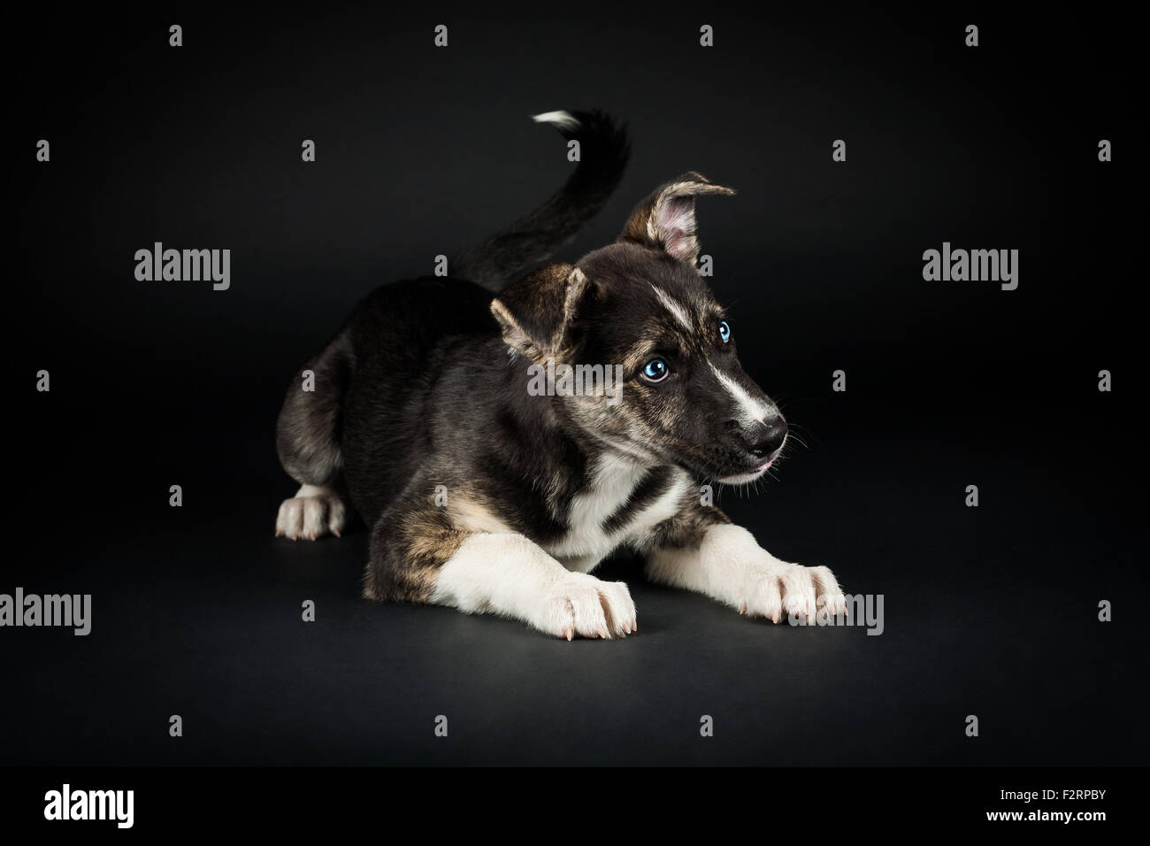 Staffordshire Terrier / Husky mix Stockfoto