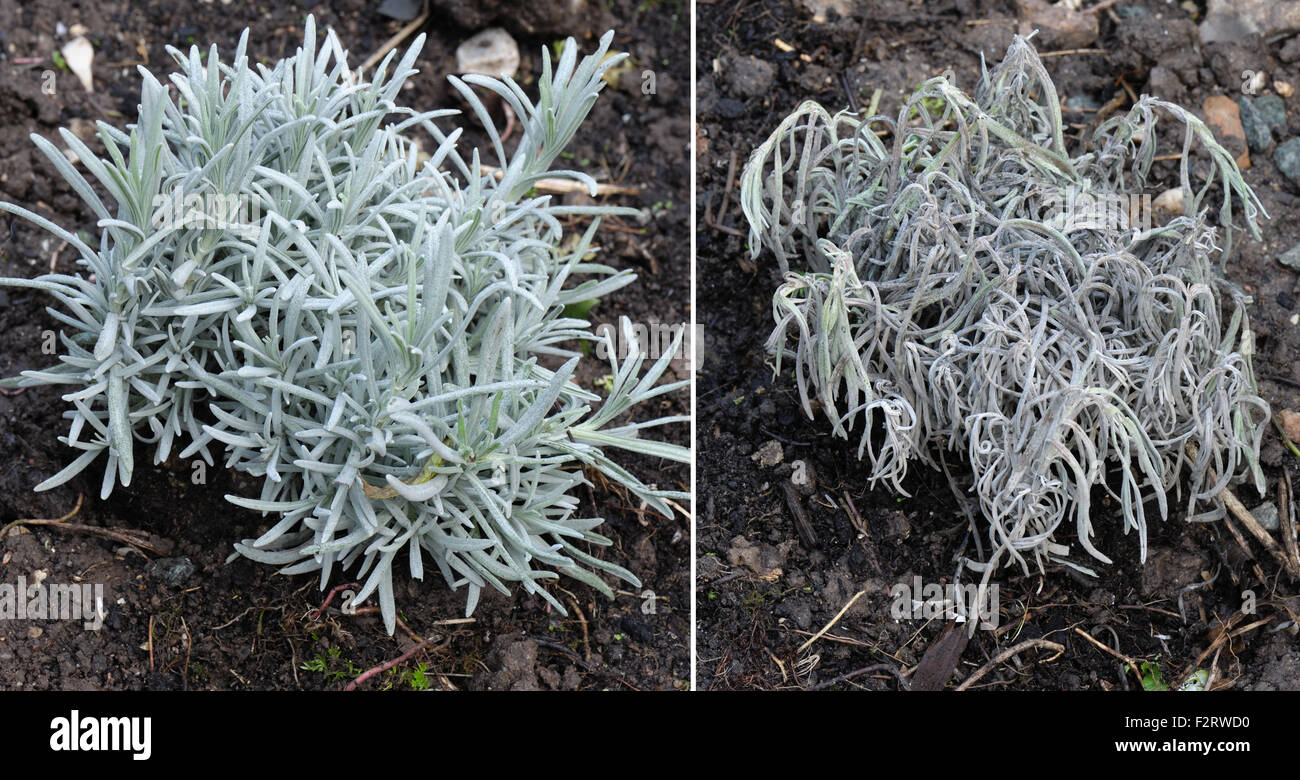 Verwelkt Lavendelpflanze leiden Shab Krankheit, Phomopsis Lavandulae, cv gesund, Devon, Oktober Stockfoto