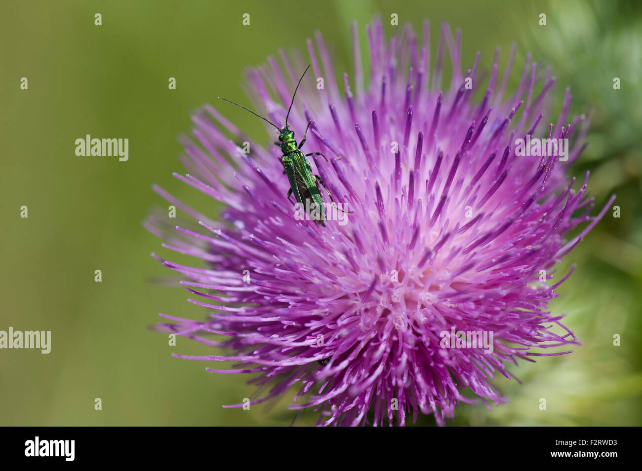 Falsches Öl Käfer, dicken Beinen, weibliche (ohne geschwollenen Hinterbeine Oberschenkelknochen) ernähren sich von einem Speer Distel Blume, Julyangiosperm Stockfoto