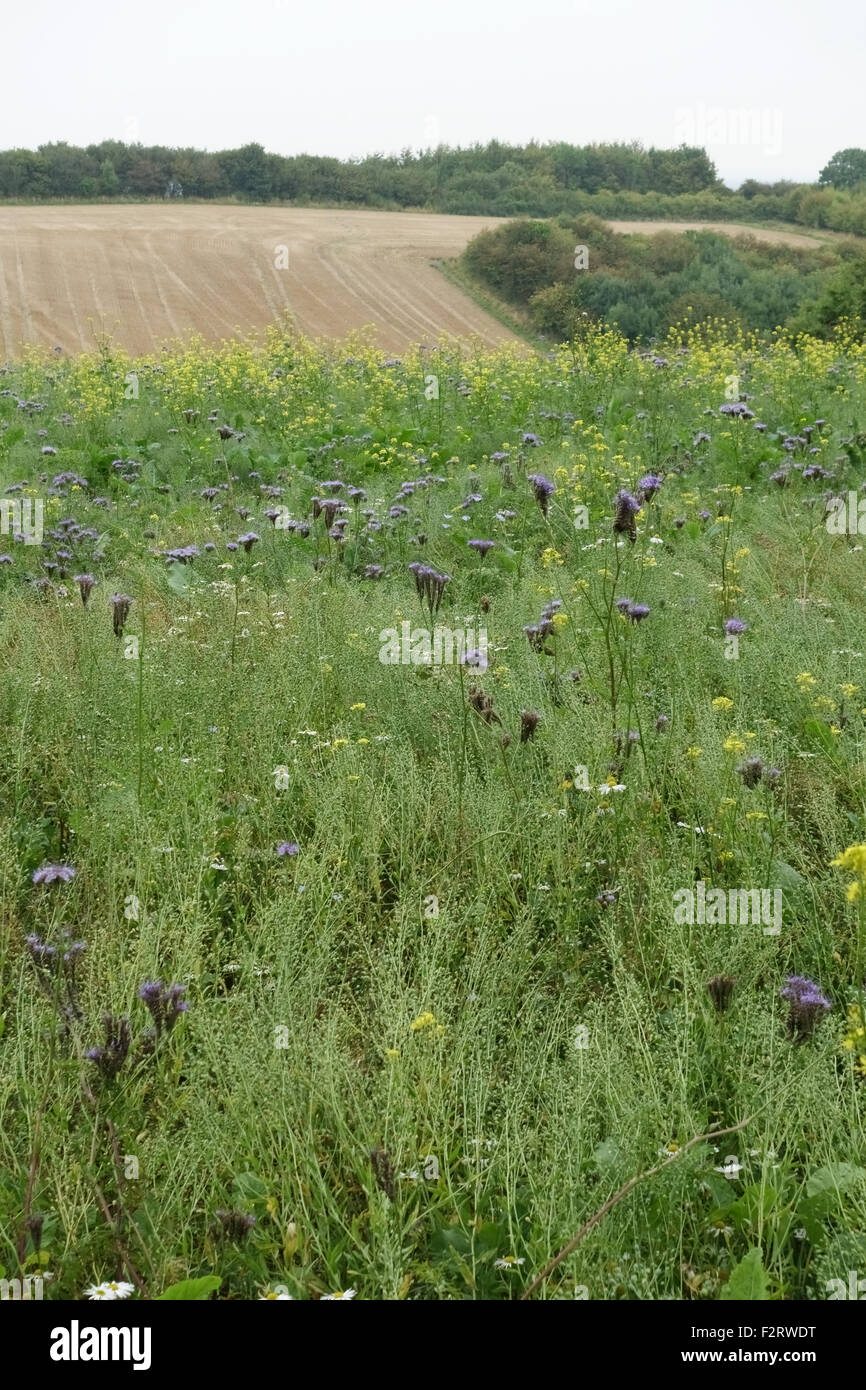 Wildblumen-Bereich mit blühenden Pflanzen, Insekten und Tiere neben landwirtschaftlichen Kulturen, Berkshire, September zu gewinnen Stockfoto
