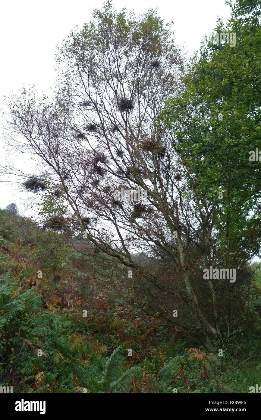 Hexenbesen, Taphrina Betulina, Zweig Missbildung auf einer Siver Birke Pflanze im Herbst, Moor in North Yorkshire, Oktober Stockfoto