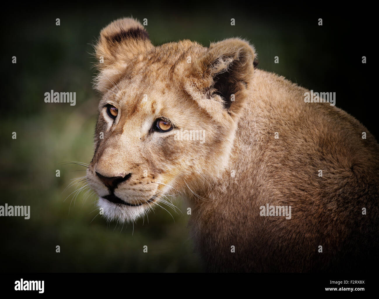Weibliche Löwen im Krüger National Park. Stockfoto