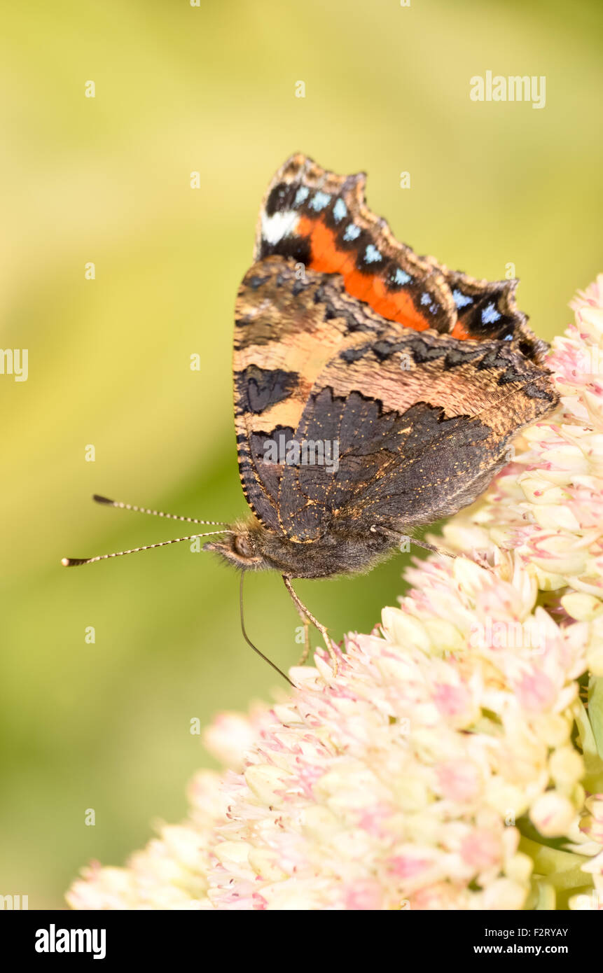 Kleiner Fuchs Schmetterling mit längeren Rüssel auf Nahrungssuche nach Nektar auf rosa Blüten. Stockfoto