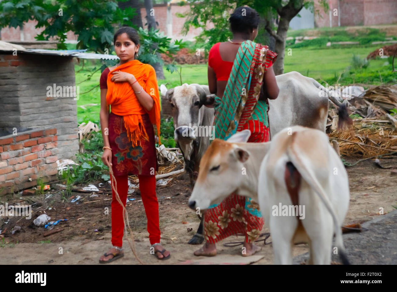 Ein Kind und eine Frau werden fotografiert, während sie zwischen Kühen auf einer Landstraße in Dungeshwari, Gaya, Bihar, Indien stehen. Stockfoto