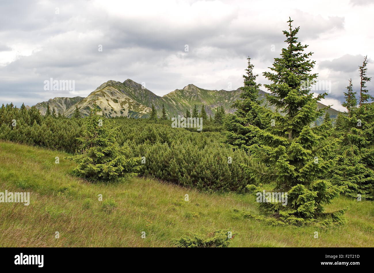 viele Farbtöne von Grün - Knie-Holz, Fichten und Tatra, Slowakei Stockfoto