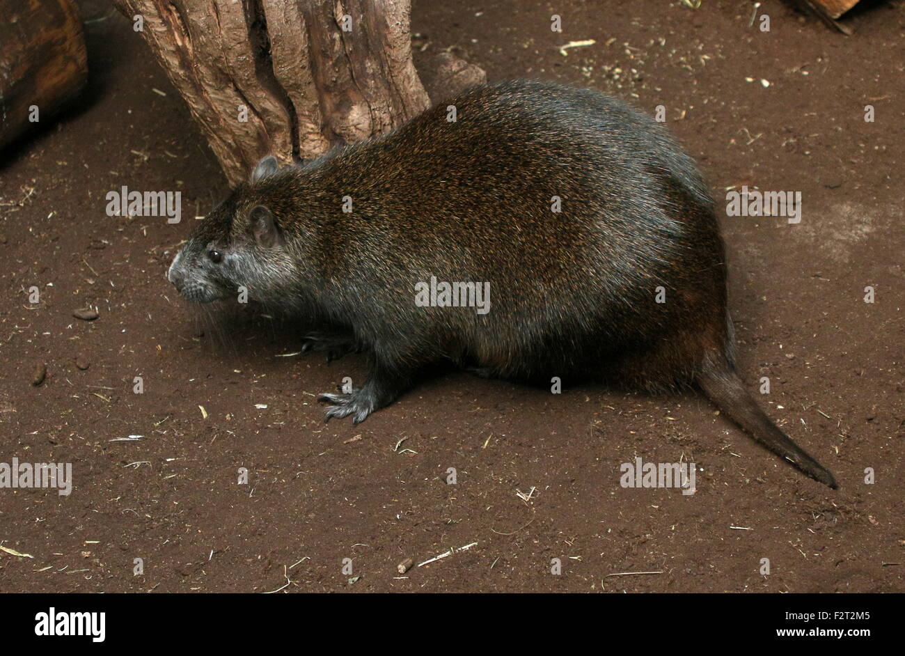 Juvenile kubanische oder Desmarest Baumratte (Capromys Pilorides) Stockfoto