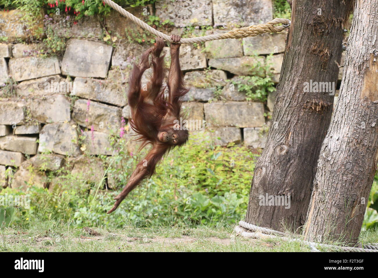 Männliche Jugendliche Bornean Orang-Utans (Pongo Pygmaeus) spielen & kopfüber hängend an einem Seil (Serie von 10 Bilder) Stockfoto