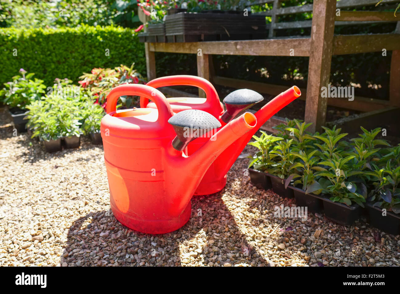 Roten Kunststoff-Gießkanne und Sämlinge im Garten Stockfoto