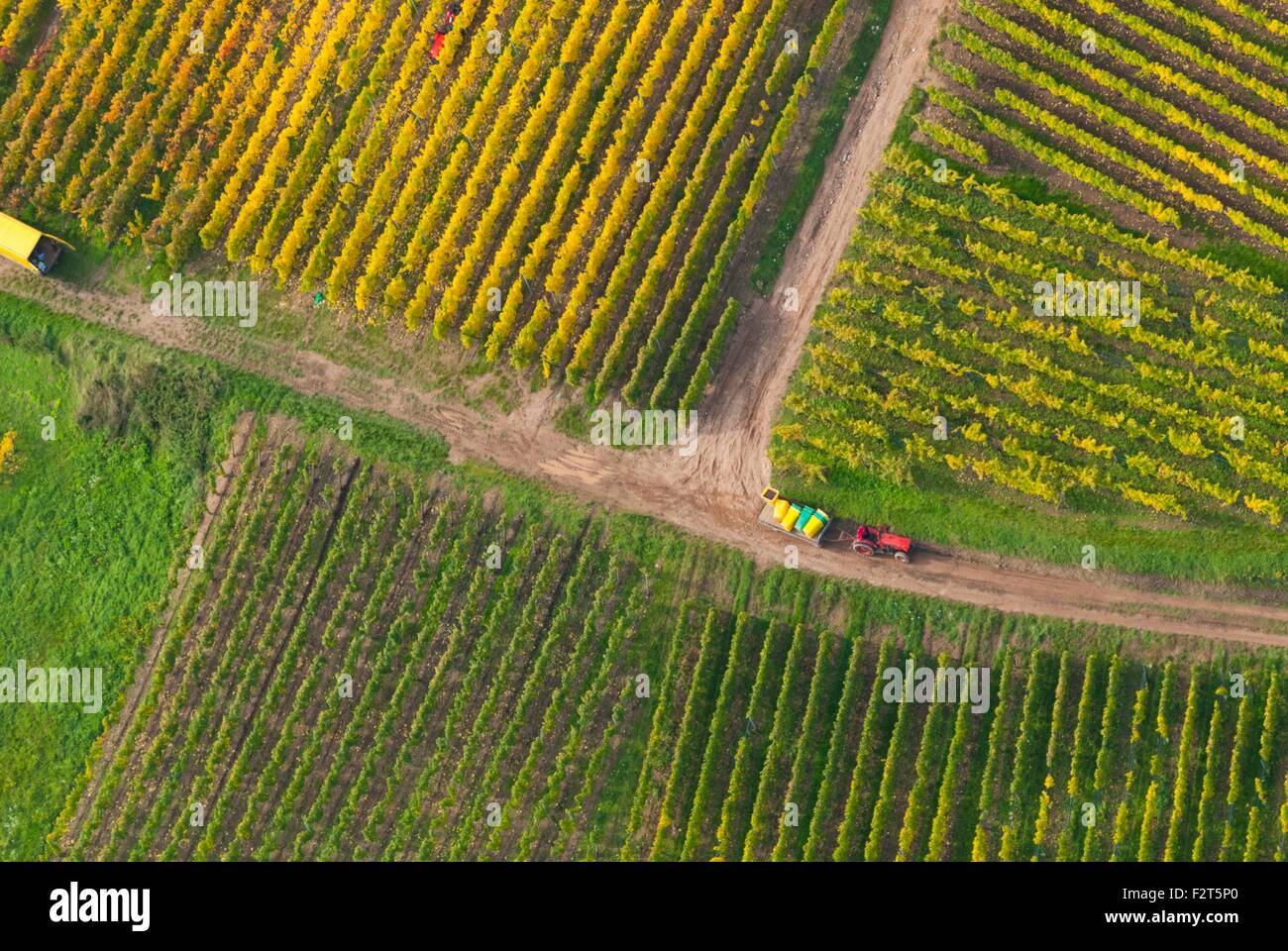 Frankreich, Haut Rhin (68), Weine, Straße, Niedermoschwihr, Weinlese in den Weinbergen im Herbst (Luftbild) / / Haut Rhin (6 Stockfoto Frankreich, Haut Rhin (68), Weine, Straße, Niedermoschwihr, Weinlese in den Weinbergen im Herbst (Luftbild) / / Haut Rhin (6 Stockfoto