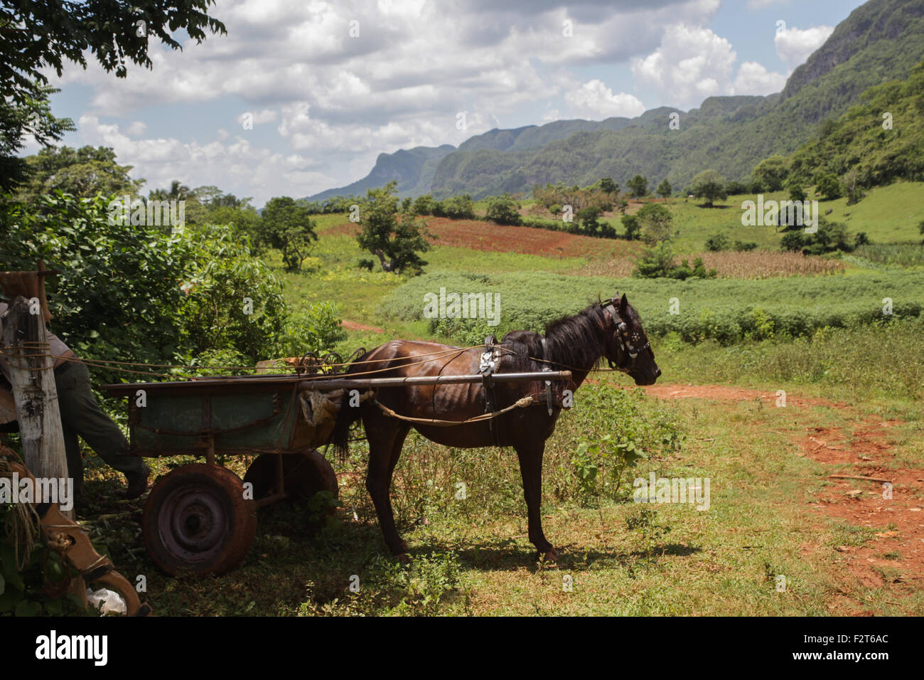 Pferd & Wagen, Vinales, Kuba Stockfoto