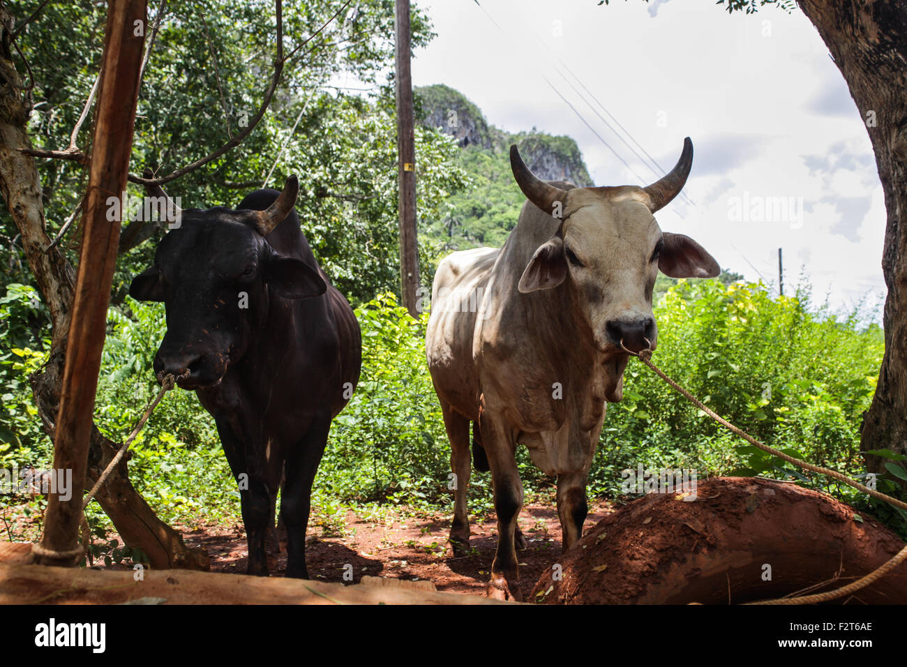 Ochsen, Vinales, Kuba Stockfoto