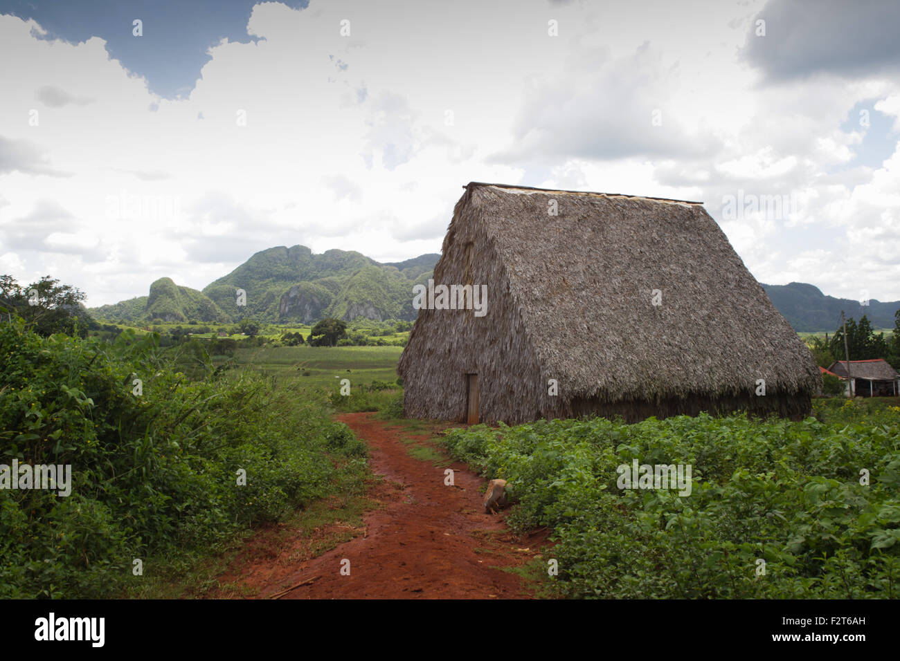 Tabak-Bauernhof, Vinales, Kuba Stockfoto