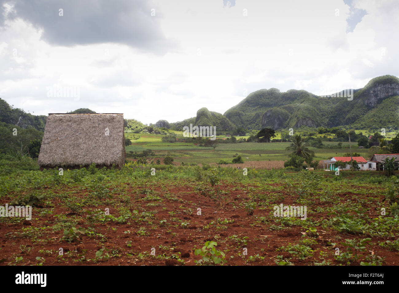 Tabak-Farm, Vinales, Kuba Stockfoto