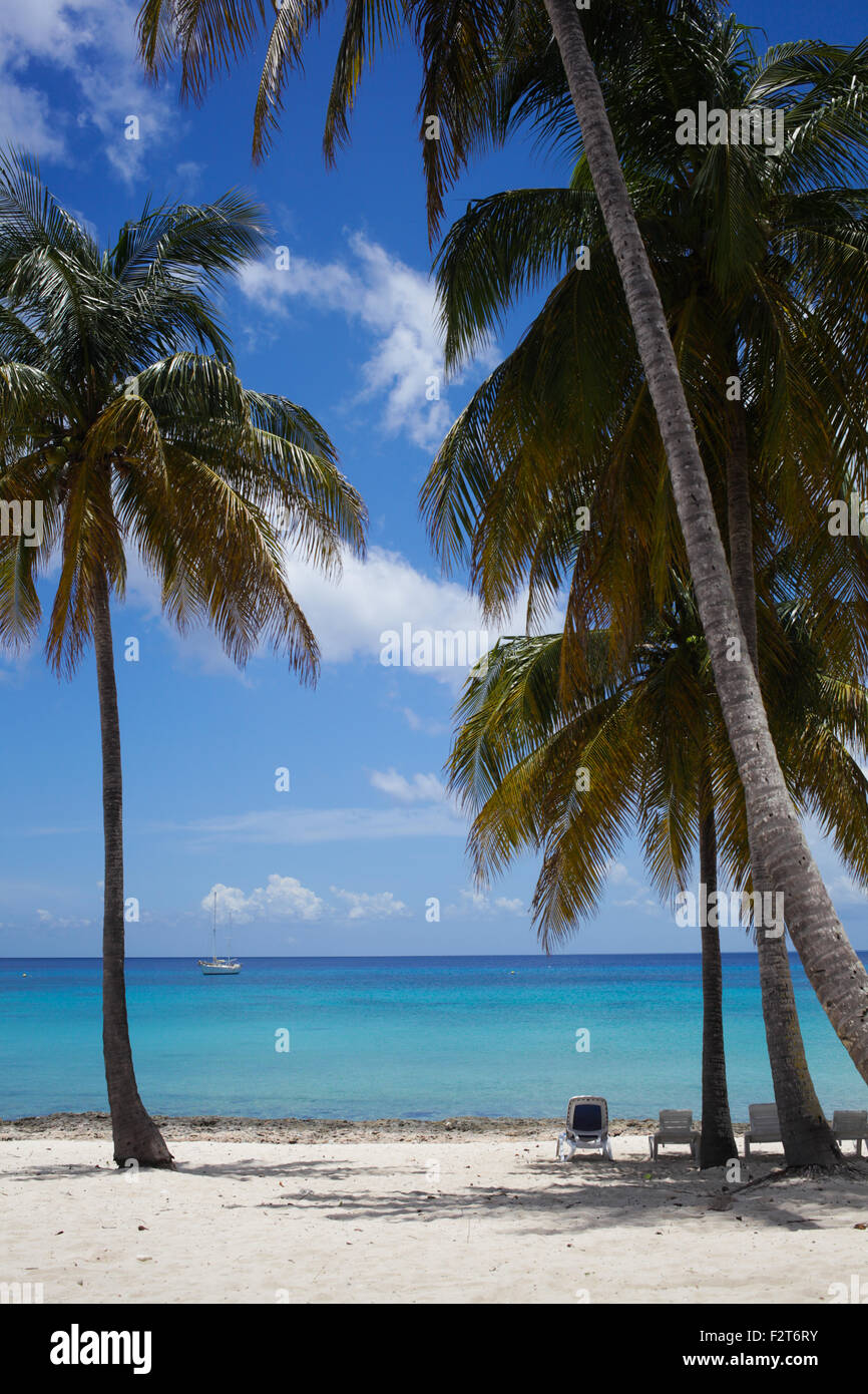 Weißen Sand Strand und Palmen, Maria La Gorda, Kuba Stockfoto