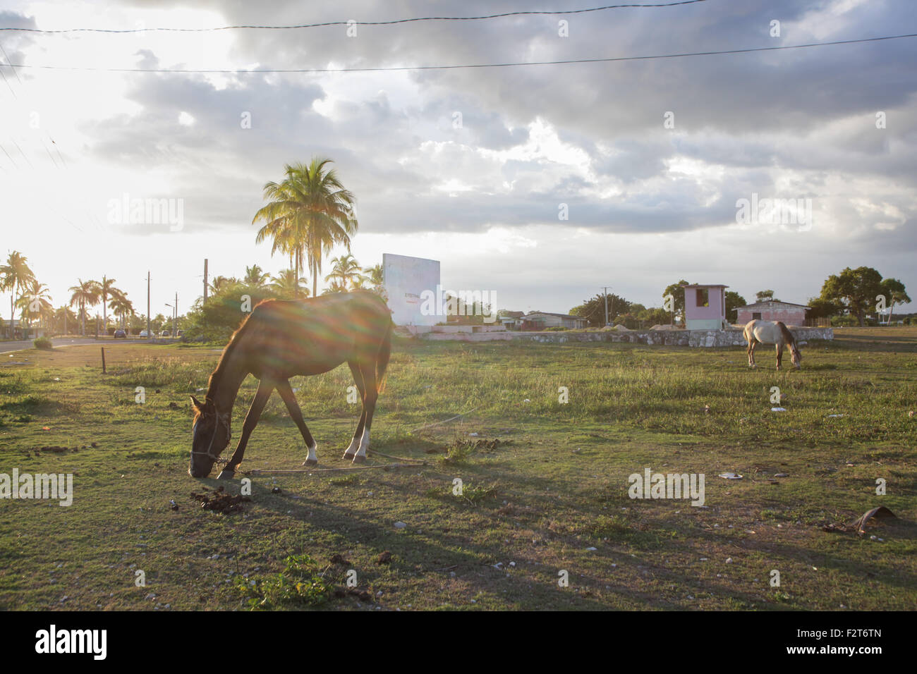 Pferde grasen, Matanzas, Kuba Stockfoto