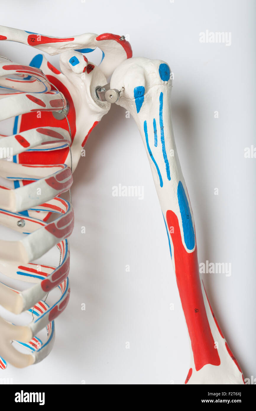 Teil des Unterrichts Skelett zeigen Rippen und Arm-bones Stockfoto