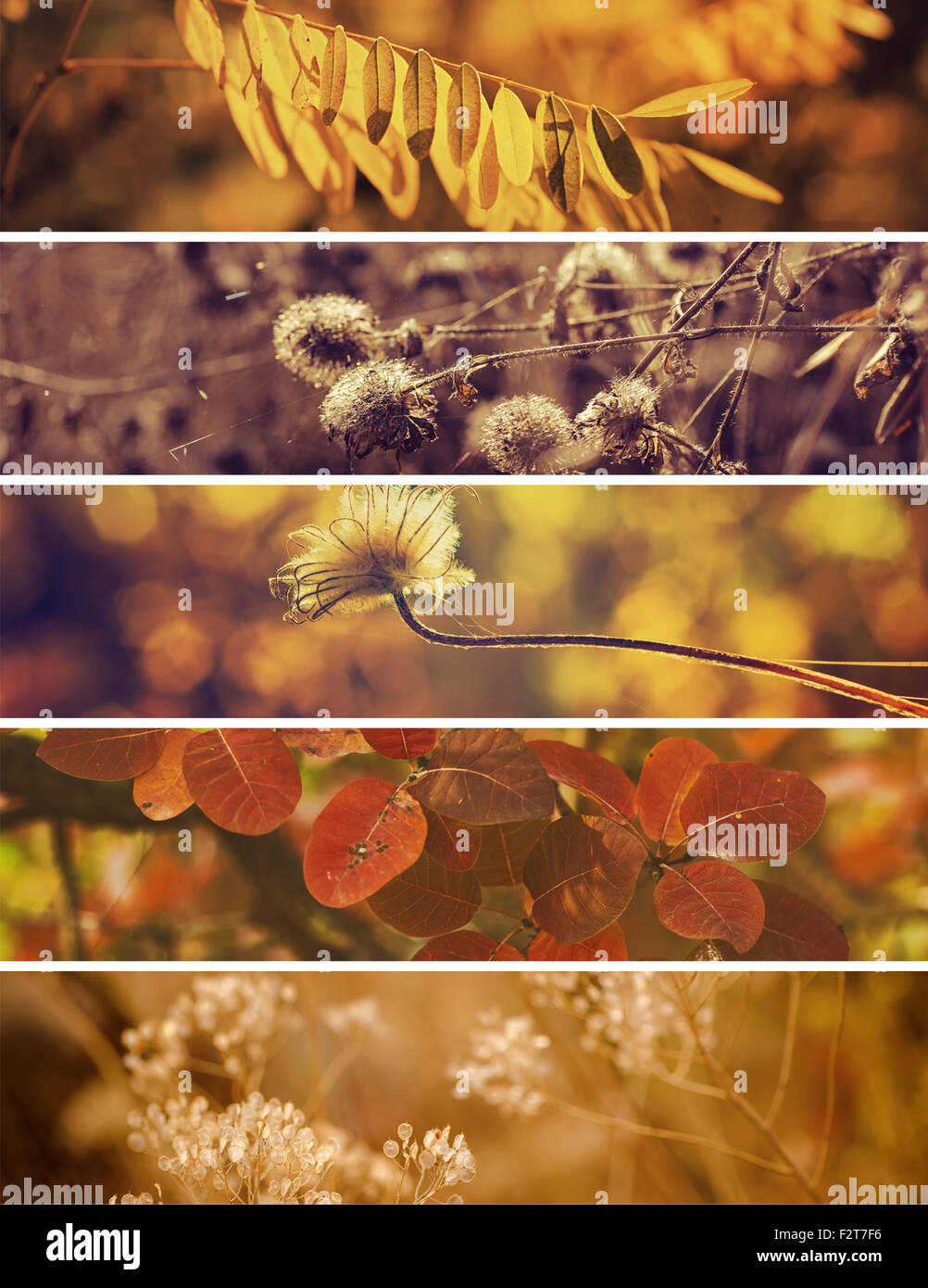Herbst-Kollektion Stockfoto