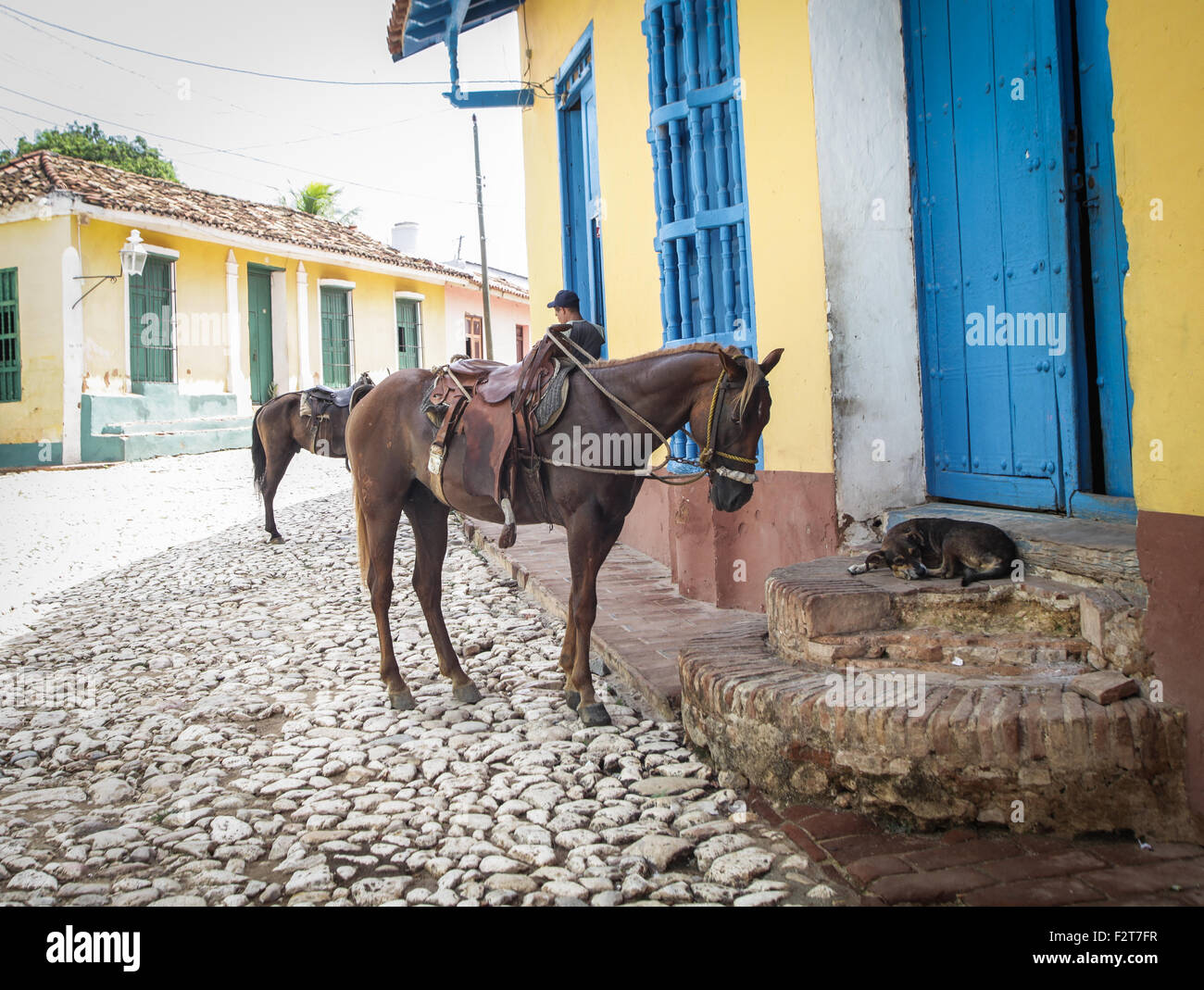 Pferd und Hund, Trinidad, Kuba Stockfoto