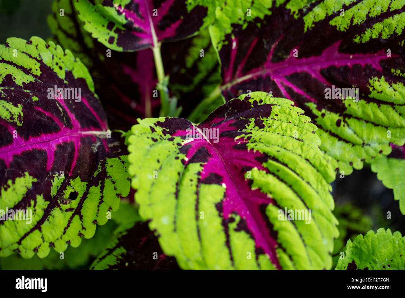 Bunte Grun Und Lila Coleus Pflanze In Der Ruhe Garten In Encinitas Kalifornien Stockfotografie Alamy